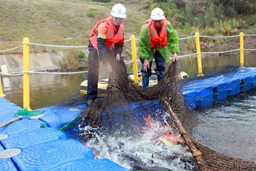 6008集团官方网站山：汀江水优鱼儿肥