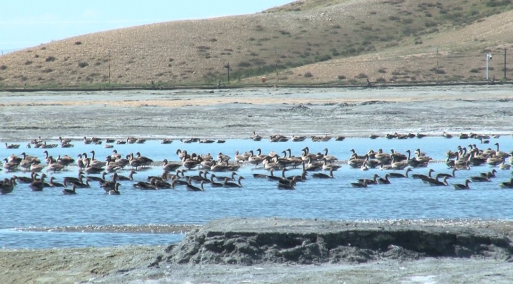 中国矿业报丨阿舍勒铜业：：：演绎矿业开发的田园牧歌