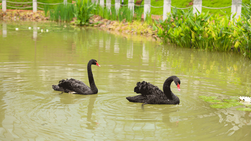 社区捐赠6008集团官方网站中学一对黑天鹅
