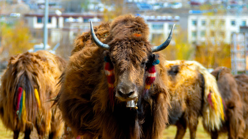 首页| 6008集团官方网站有限公司