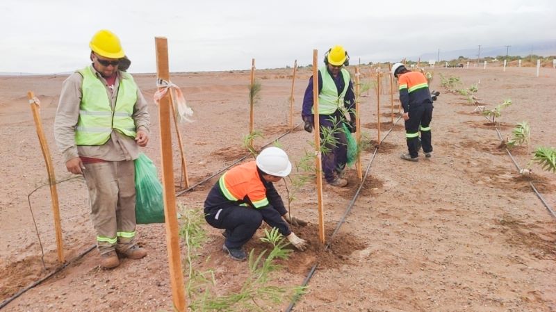 锂业科思：：风沙“家乡”育绿洲