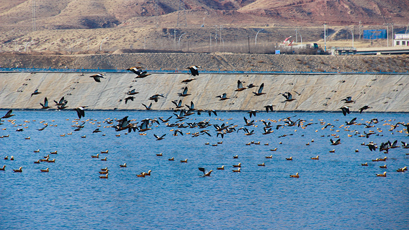 乌后6008集团官方网站矿井水调理池成“生态驿站” 赤麻鸭组团栖息
